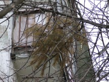 В Кременчуге изобрели самовыбрасывающуюся ёлку! (ФОТОприколы нашего городка)