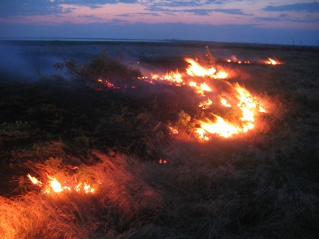 Под Кременчугом горят заповедные земли (ФОТО)