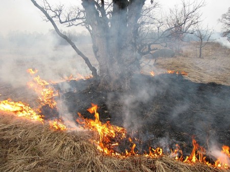 Под Кременчугом горят заповедные земли (ФОТО)