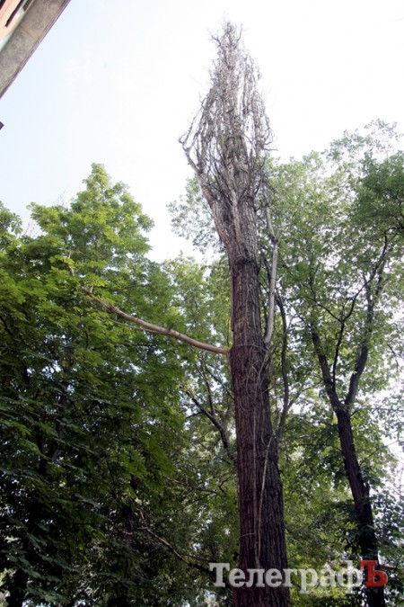 Падающее на дом дерево снесут в следующем году (ФОТО)
