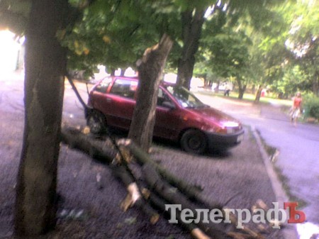 В Кременчуге дерево, которое УЖКХ отказалось снести, упало на дорогу (ФОТО)