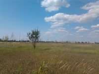 Парк для коров в Кременчуге, или «поле чудес», где закапывают бюджетные деньги (ФОТО)