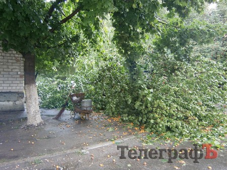 Ливень в Кременчуге повалил дерево на Молодежном