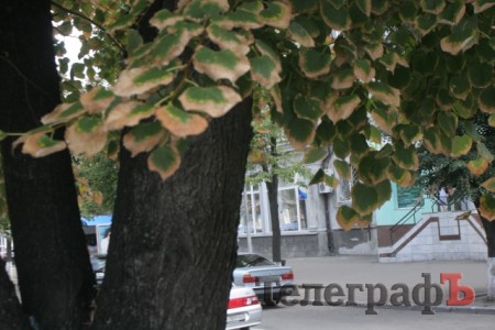 На улице Ленина в Кременчуге сохнут липы