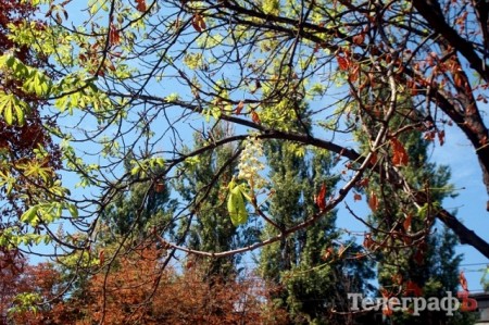 В Кременчуге могут повторно зацвести деревья