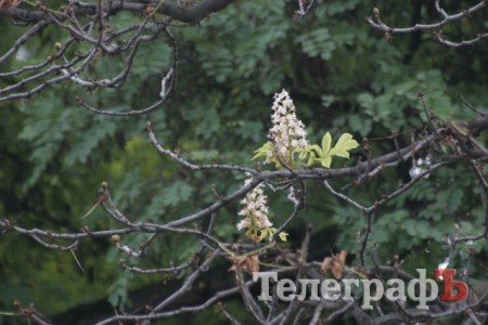 В центре Кременчуга опять цветут каштаны