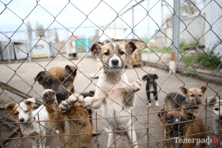 Милиция открыла уголовное производство по факту жестокого обращения с животными в приюте