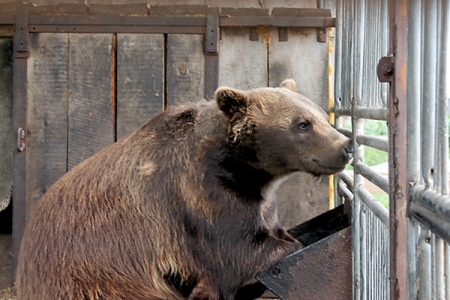Медведя, откусившего ребенку руку, не усыпили, а отправили в зоопарк
