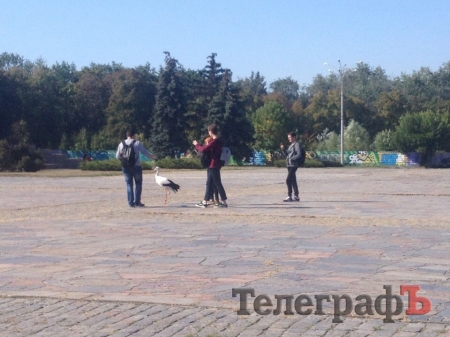 Фотофакт: аист Гриша целый день развлекал кременчужан на площади Победы