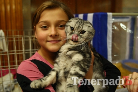 Пушистые и когтистые: выставка элитных кошек в Кременчуге
