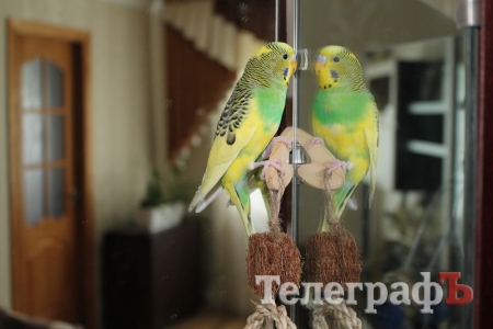 Кременчугский попугай освоил лексикон годовалого ребёнка