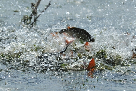 С 1 апреля кременчугская рыба официально идёт на нерест