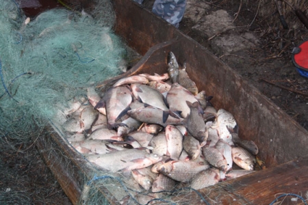 У підприємця з Градизька вилучили 770 кг риби