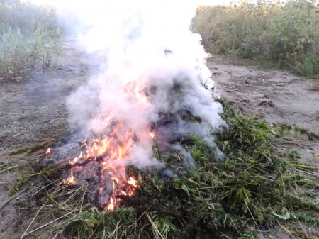 На Полтавщине милиционеры сожгли 5 тысяч кустов «подсолнечной» конопли