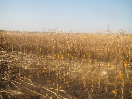 23 пожежника Полтавщини врятували поле з кукурудзою