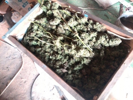 2 кг “марихуани” вилучили правоохоронці Полтавщини