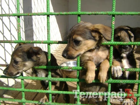 Кременчугских бродячих собак будут стерилизовать в приюте