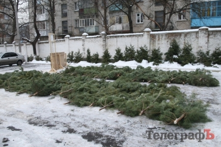 Кременчугские лесники на праздники продали 21,4 тысячи новогодних ёлок