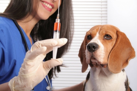 Домашние животные кременчужан получат прививки от бешенства