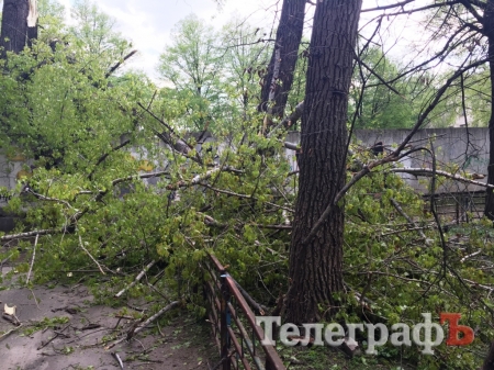 В Кременчуге возле школы №27 упало дерево и оборвало провода