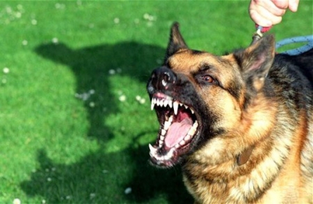 В Кременчуге патрульный застрелил собаку