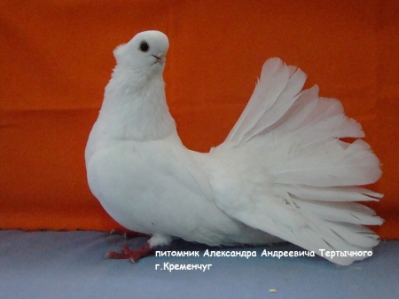 Мэрия дала "добро" на установку в Кременчуге памятника голубям