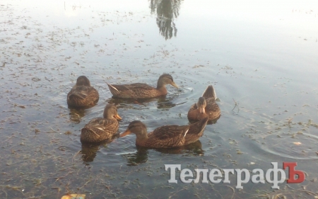 На озері у Міському саду з’явилися качки