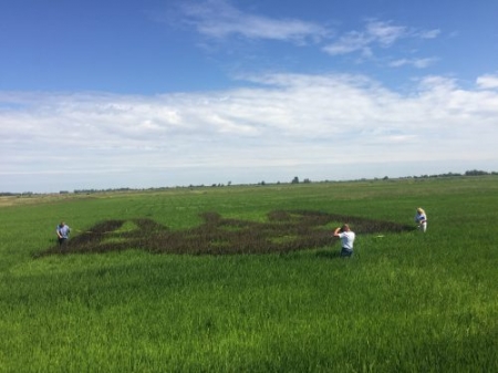 У Скадовську аграрії висіяли на полі величезний тризуб чорним рисом