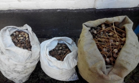 Жительница Полтавщины хранила 9 кг маковой соломки «для личного использования» 