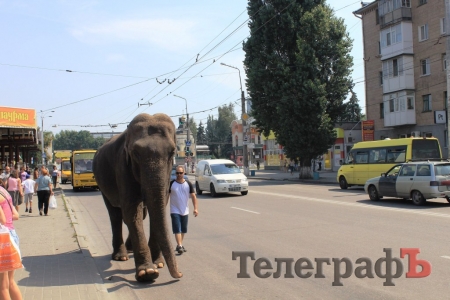 Ничего необычного, просто слон, который гуляет по Кременчугу