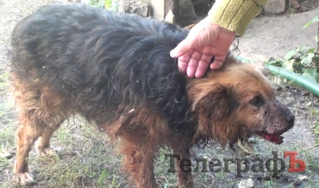 Собаке активистки из Еристовки вырвали челюсть: женщина считает, что ей пытаются закрыть рот