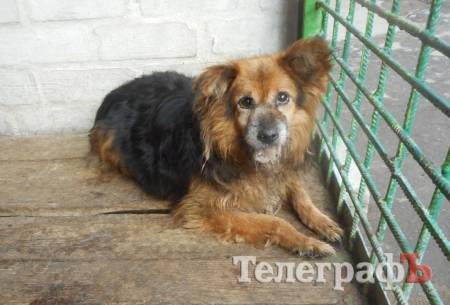 Травмы собаки, принадлежащей активистке из Еристовки, характерны для ДТП, – ветеринар