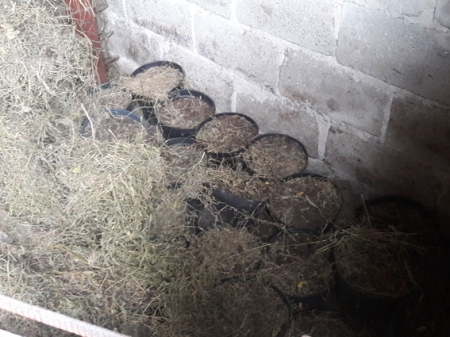 В Кременчугском районе обнаружили «цех», где выращивали и сушили коноплю