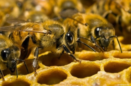 В МОН пояснили, навіщо країні бджоляри й виноградарі