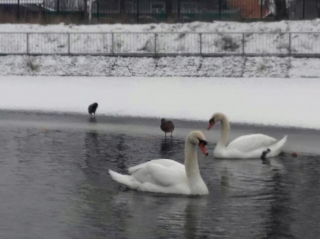 Лебедів з Міського саду забрали на зимівлю