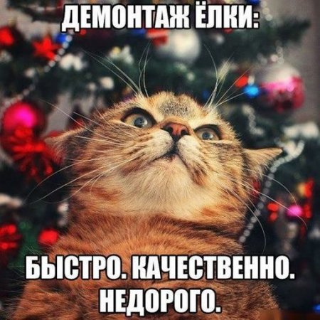 В конце рабочего дня: котики vs Рождество