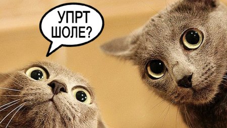 Полтавчанин просит провозгласить котиков полноправными жителями города