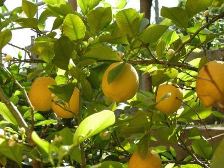 Успейте купить: саженцы лимона в полцены!