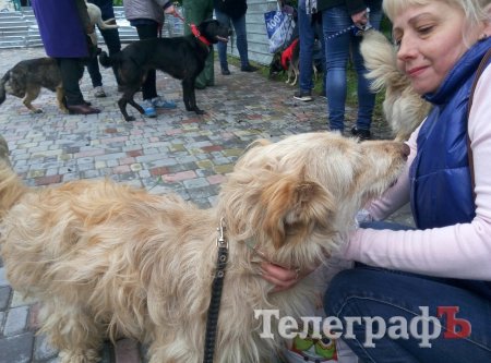 Прямо на параде собаку из приюта Креветку забрала новая хозяйка