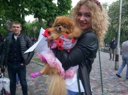 Парад животных в Кременчуге: голосование за участников
