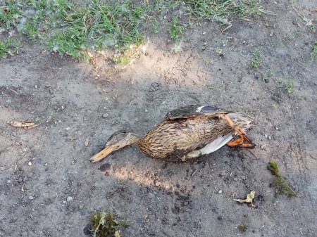 У Міському саду собака без намордника вбила качку