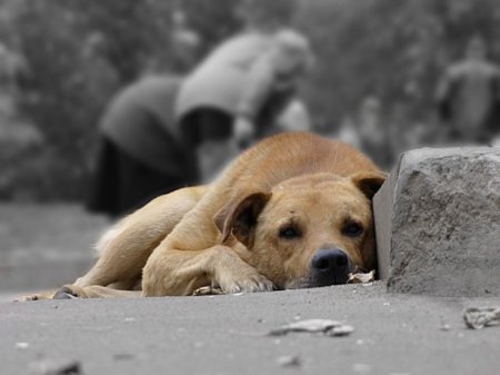 «Невозможно ходить. На людей бросаются», - кременчужане жалуются на бездомных собак в центре города