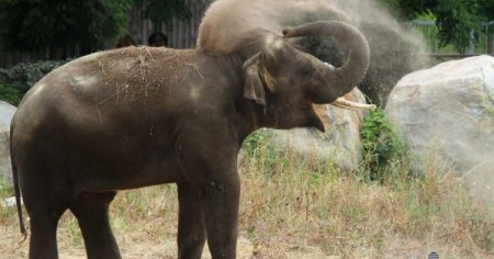 В кінці робочого дня: слоник та бегемотик у Київському зоопарку радіють зливі