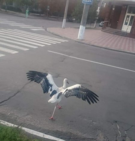 Лелека Гриша переходить дороги Кременчука не порушуючи правил