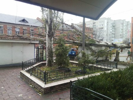 В Кременчуге на киоск, расположенный на остановке, упало дерево