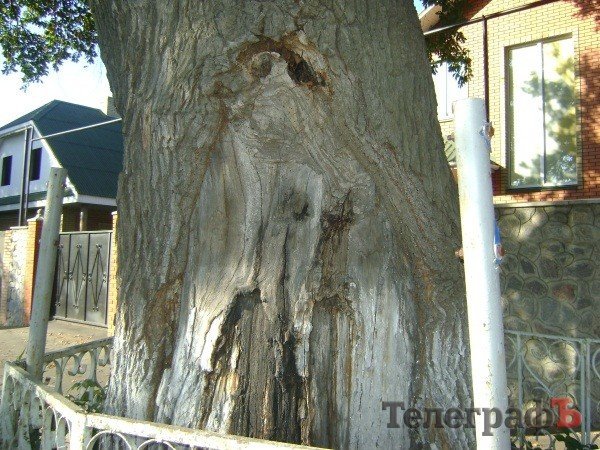 Самое старое дерево в Кременчуге находится на улице Черныша Самое старое дерево в Кременчуге находится на улице Черныша