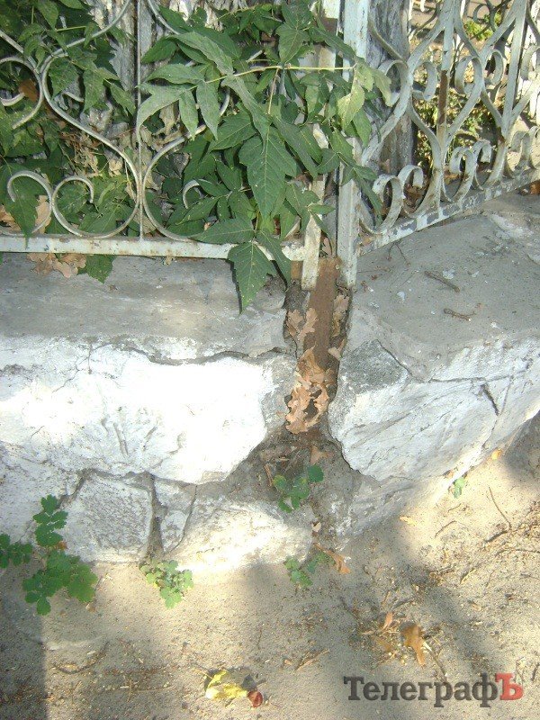 Самое старое дерево в Кременчуге находится на улице Черныша Самое старое дерево в Кременчуге находится на улице Черныша