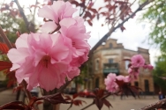 Час споглядання сакур: Кременчук потонув у білосніжному та рожевому цвітінні