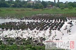 Після засухи – потоп: хліб нового врожаю може подорожчати