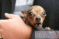 Собачий парад Собачий парад